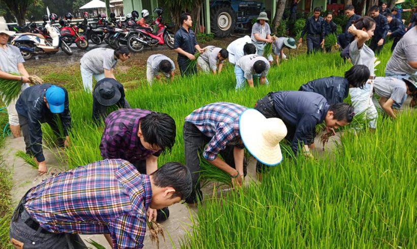 องค์การนักศึกษามหาวิทยาลัยแม่โจ้ ร่วมโครงการแฮกนาปลูกข้าว ประจำปี2562