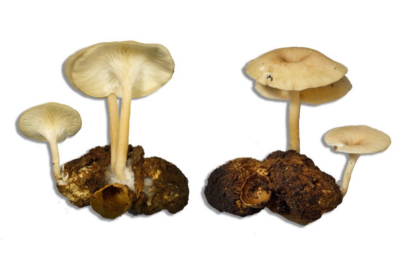 MJU and CU research team discovers the newest type of mushroom of the world named “Apsorn mushroom” that can be cultured and is preparing to develop it into an economic mushroom