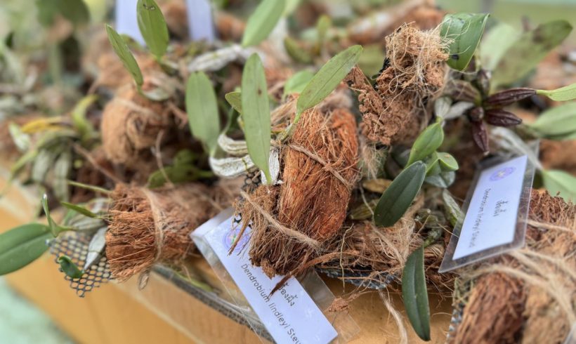 The Royal Initiative Project to Resurrect Thai Orchids to the Forests organized an activity to provide knowledge about Thai orchids and to release four species of Thai orchids to students at Debsirin School, Chiang Mai.