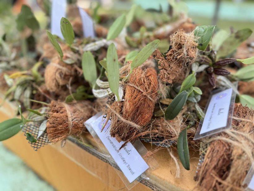 โครงการคืนชีวิตกล้วยไม้ไทยสู่ไพรพฤกษ์ อันเนื่องมาจากพระราชดำริ จัดกิจกรรมให้ความรู้เกี่ยวกับกล้วยไม้ไทยและการปล่อยกล้วยไม้ไทย 4 สายพันธุ์ ให้กับนักเรียนโรงเรียนเทพศิรินทร์ เชียงใหม่ โครงการคืนชีวิตกล้วยไม้ไทยสู่ไพรพฤกษ์ อันเนื่องมาจากพระราชดำริ จัดกิจกรรมให้ความรู้เกี่ยวกับกล้วยไม้ไทยและการปล่อยกล้วยไม้ไทย 4 สายพันธุ์ ให้กับนักเรียนโรงเรียนเทพศิรินทร์ เชียงใหม่