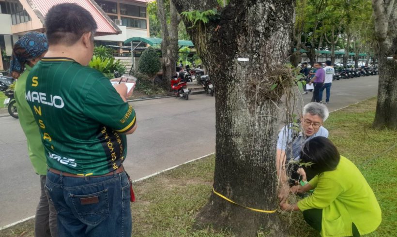 Maejo University checks tree health, plans maintenance, and compiles carbon offset data. Maejo University checks tree health, plans maintenance, and compiles carbon offset data.
