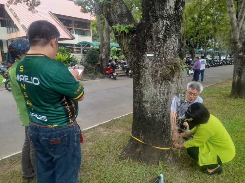 มหาวิทยาลัยแม่โจ้ ตรวจสุขภาพต้นไม้ พร้อมวางแผนดูแล และทำข้อมูลชดเชยคาร์บอน