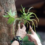 มหาวิทยาลัยแม่โจ้ ร่วมกับ มูลนิธิกล้วยไม้ไทย ปล่อยกล้วยไม้ไทยสู่ไพรพฤกษ์ สร้างแหล่งเรียนรู้และเพิ่มพื้นที่อนุรักษ์กล้วยไม้ไทย