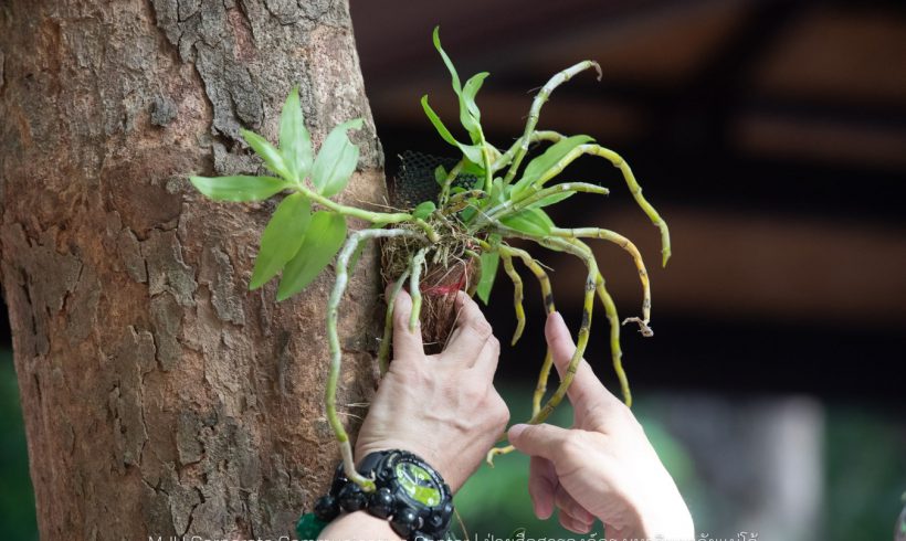 Maejo University, in collaboration with the Thai Orchid Foundation, released Thai orchids into the rainforest, creating a learning resource and expanding the conservation area for Thai orchids. Maejo University, in collaboration with the Thai Orchid Foundation, released Thai orchids into the rainforest, creating a learning resource and expanding the conservation area for Thai orchids.
